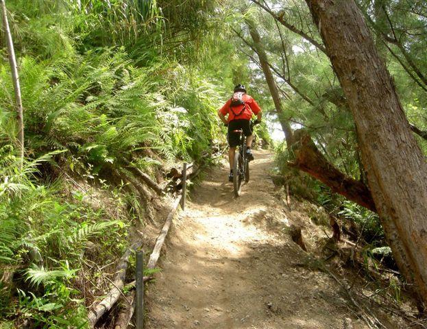 A mountain biker riding up a narrow dirt trail surrounded by lush greenery and ferns. The trail is lined with a wooden fence, and sunlight filters through the trees, creating a scenic outdoor environment. Oleta River State Park mountain bike trail.