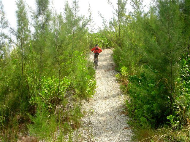 A cyclist wearing a red jacket rides along a gravel path surrounded by lush greenery and tall trees. The trail winds through the dense foliage, creating a natural setting for outdoor biking. Oleta River State Park mountain bike trail.