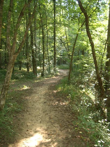A winding dirt path through a lush green forest, surrounded by tall trees and dappled sunlight filtering through the leaves. The scene conveys a sense of tranquility and natural beauty. Dauset Trails Nature Center mountain bike trail.