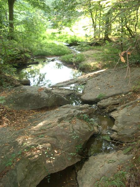 A serene natural scene depicting a small stream winding through a rocky landscape, surrounded by lush green foliage and trees. Sunlight filters through the leaves, casting gentle shadows on the water and rocks. Dauset Trails Nature Center mountain bike trail.