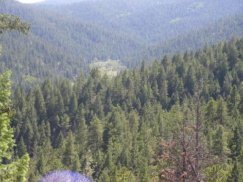 A panoramic view of a dense forested mountain valley, featuring an expanse of evergreen trees under a clear blue sky. The scene emphasizes the natural landscape, with layers of tree-covered mountains fading into the distance. Monument Preserve mountain bike trail.