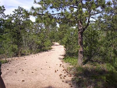 A dirt path winds through a forested area, lined with pine trees and scattered pine cones on the ground. The scene features a clear sky with a few clouds, creating a tranquil outdoor atmosphere. Black Forest Regional Park mountain bike trail.