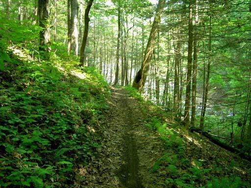 A narrow dirt trail meandering through a lush, green forest, surrounded by tall trees and foliage. Sunlight filters through the leaves, creating a serene and natural atmosphere. Tsali Right Loop mountain bike trail.