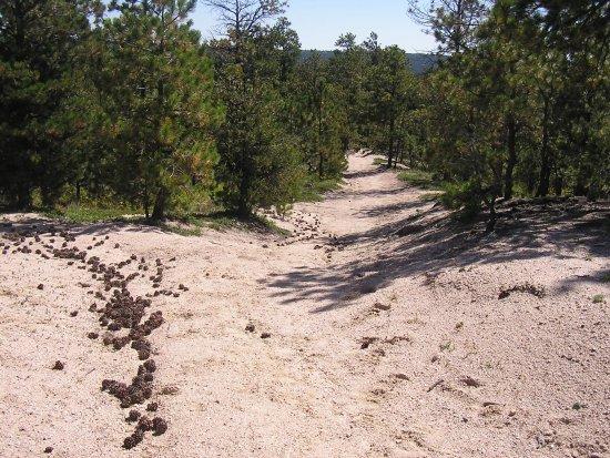 A winding sandy path through a forest, lined with green pine trees, with clusters of pinecones scattered along one side. The scene is bright and sunny, suggesting a warm day in a natural setting. Black Forest Regional Park mountain bike trail.
