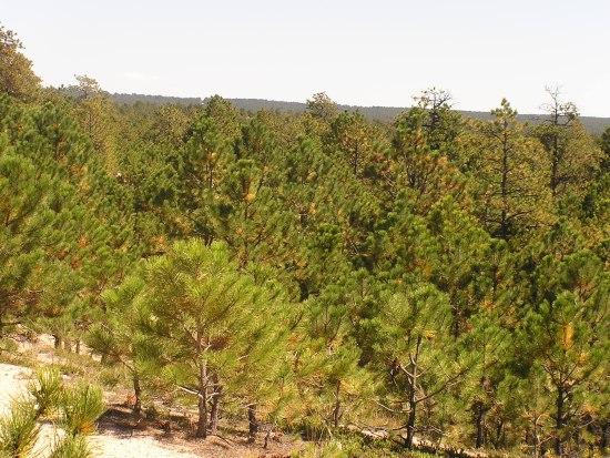 A dense forest of green pine trees under a clear sky, with a gradual horizon visible in the background. Black Forest Regional Park mountain bike trail.