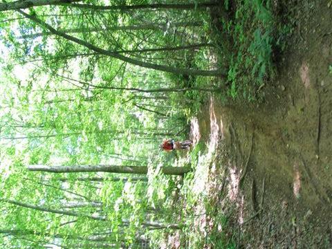 A person riding a bicycle on a dirt trail through a lush green forest, surrounded by tall trees and sunlight filtering through the leaves. Tsali Mouse Branch Loop mountain bike trail.