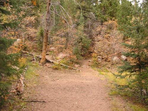 A winding dirt path through a forested area, flanked by green pine trees and autumn foliage. The ground is uneven with scattered rocks and fallen branches, showcasing a natural, serene environment. Blodgett mountain bike trail.