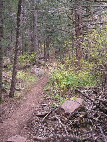 A winding dirt trail through a forested area, flanked by tall trees and patches of greenery. The path is surrounded by scattered rocks and fallen branches, creating a natural, rugged atmosphere. Blodgett mountain bike trail.