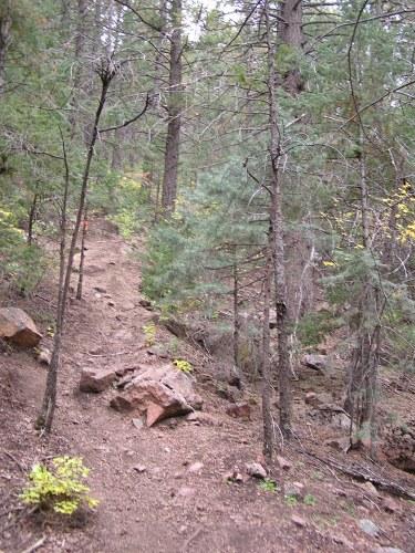 A sandy hiking trail winding through a dense forest, flanked by tall trees and scattered rocks. The scene features various shades of green foliage, with hints of yellow leaves visible, suggesting a natural setting in a mountainous area. Blodgett mountain bike trail.