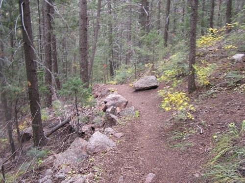 A winding dirt trail surrounded by tall trees in a forested area, with patches of yellow foliage and scattered rocks along the path. Blodgett mountain bike trail.