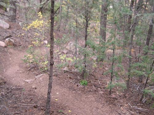 A winding dirt trail surrounded by trees in a forest setting, with patches of yellow leaves among the greenery. The path leads through the underbrush, suggesting a peaceful outdoor environment. Blodgett mountain bike trail.