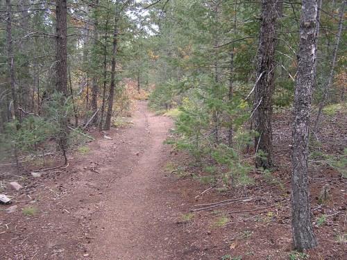 A narrow dirt path winding through a forest, surrounded by tall green trees and underbrush. Blodgett mountain bike trail.