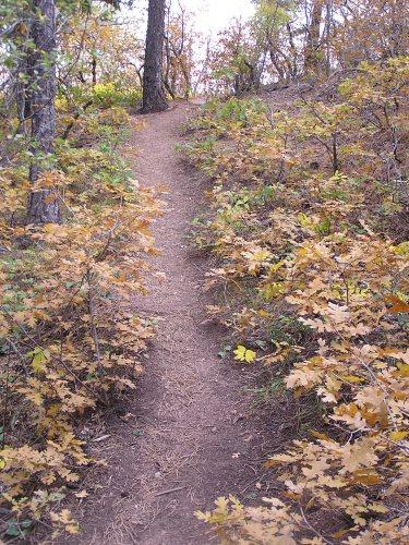 A winding dirt path through a wooded area, surrounded by trees and fall foliage in shades of yellow and orange. Blodgett mountain bike trail.