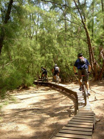 Three cyclists riding on a wooden trail through a dense forest of tall trees. The path is winding and elevated, surrounded by greenery. Sunlight filters through the foliage, creating a bright and natural atmosphere. Oleta River State Park mountain bike trail.