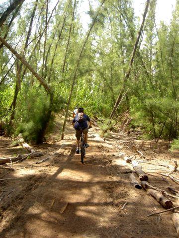 A person riding a bicycle along a dirt path in a wooded area, surrounded by tall trees and scattered logs. Sunlight filters through the foliage, creating dappled shadows on the ground. Oleta River State Park mountain bike trail.