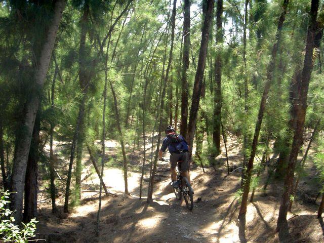 A person riding a mountain bike along a narrow dirt trail in a dense forest of tall pine trees, with sunlight filtering through the foliage. Oleta River State Park mountain bike trail.