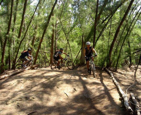 Three mountain bikers navigate a dirt trail through a dense forest. Sunlight filters through the trees, creating dappled shadows on the ground as the riders maneuver over roots and logs. The bikers are wearing helmets and casual athletic clothing, showcasing their active engagement with the natural surroundings. Oleta River State Park mountain bike trail.