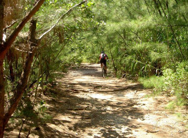 A mountain biker riding on a narrow, dirt trail surrounded by dense greenery and trees in a forested area. The sunlight filters through the foliage, creating a serene and natural atmosphere. Oleta River State Park mountain bike trail.