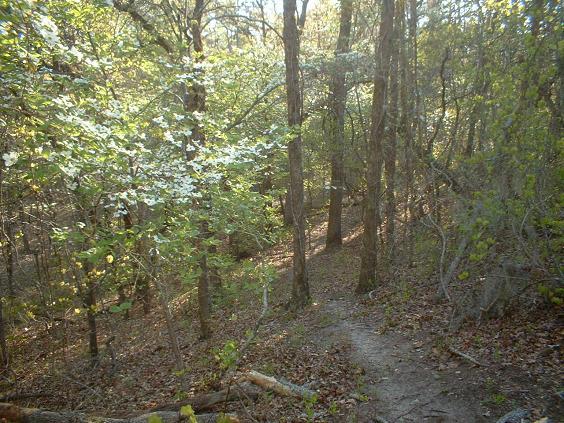 A wooded trail winding through a forest with lush green trees and scattered sunlight filtering through the leaves, surrounded by leaf litter on the ground and an inviting natural pathway. Killer Three Loop mountain bike trail.