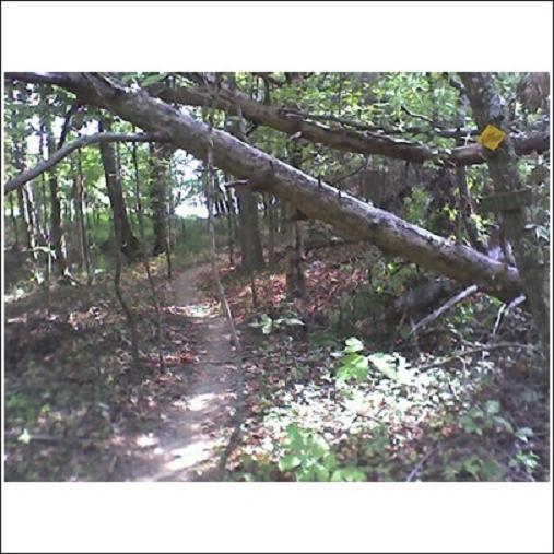 A narrow dirt path winding through a lush green forest, with a fallen tree branch partially obstructing the trail. Bright green leaves and underbrush are visible, indicating a vibrant natural environment. A yellow trail marker is attached to a tree in the background. Haw Ridge Park mountain bike trail.