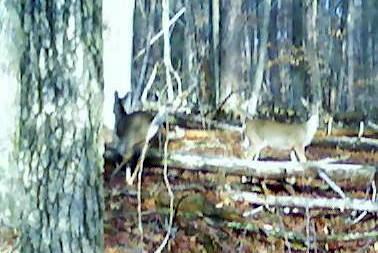 Two deer are visible in a wooded area, partially obscured by tree trunks and fallen logs. The forest floor is covered with leaves and debris, creating a natural, serene setting. Owls Roost (Bur-Mil Park) mountain bike trail.