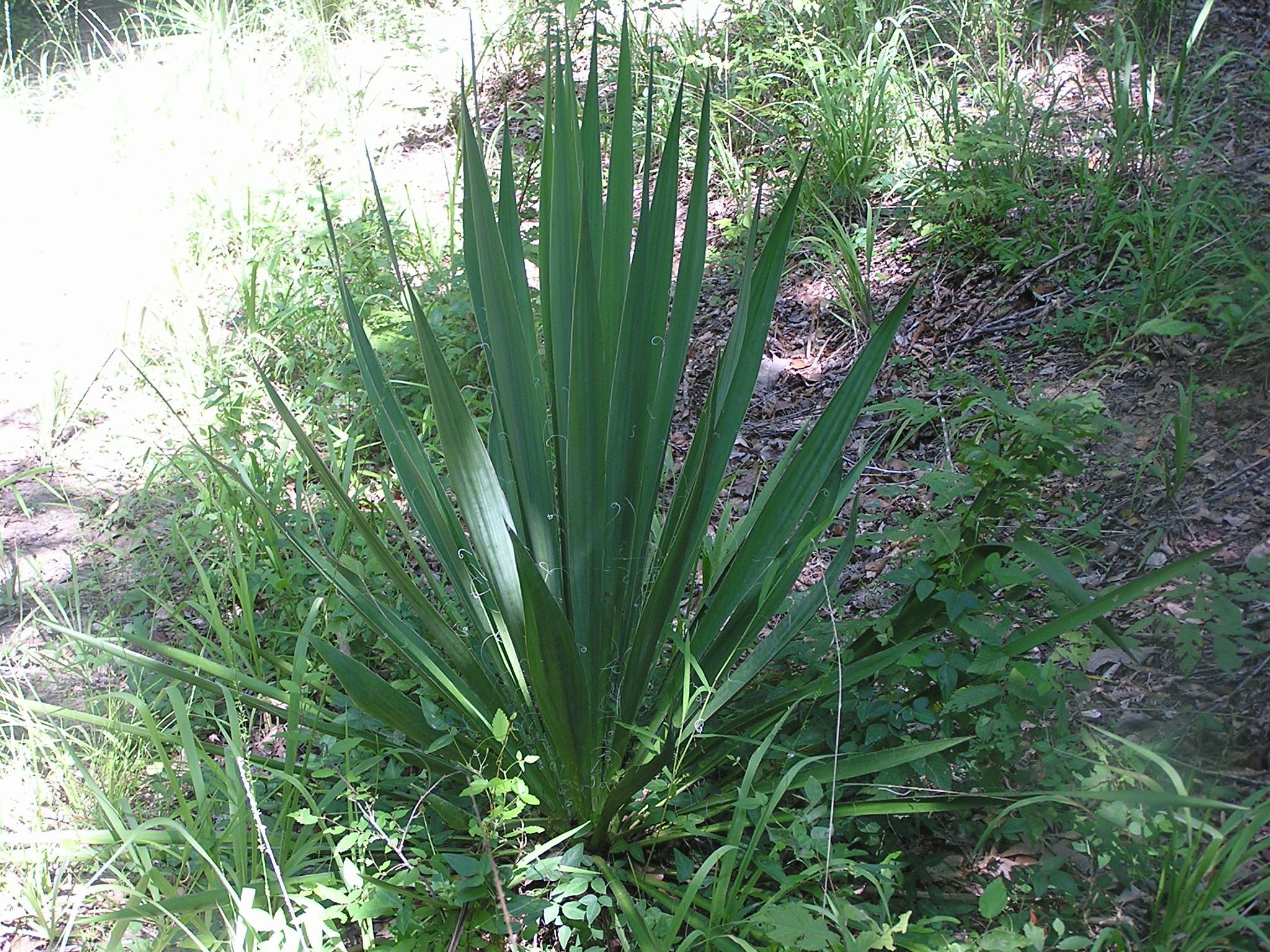 A green plant with long, narrow leaves growing in a natural, grassy area. The background includes various grasses and small plants, highlighting a lush, outdoor environment. Sunlight filters through the foliage, creating a bright, vibrant scene. Tunica Hills WLMA mountain bike trail.