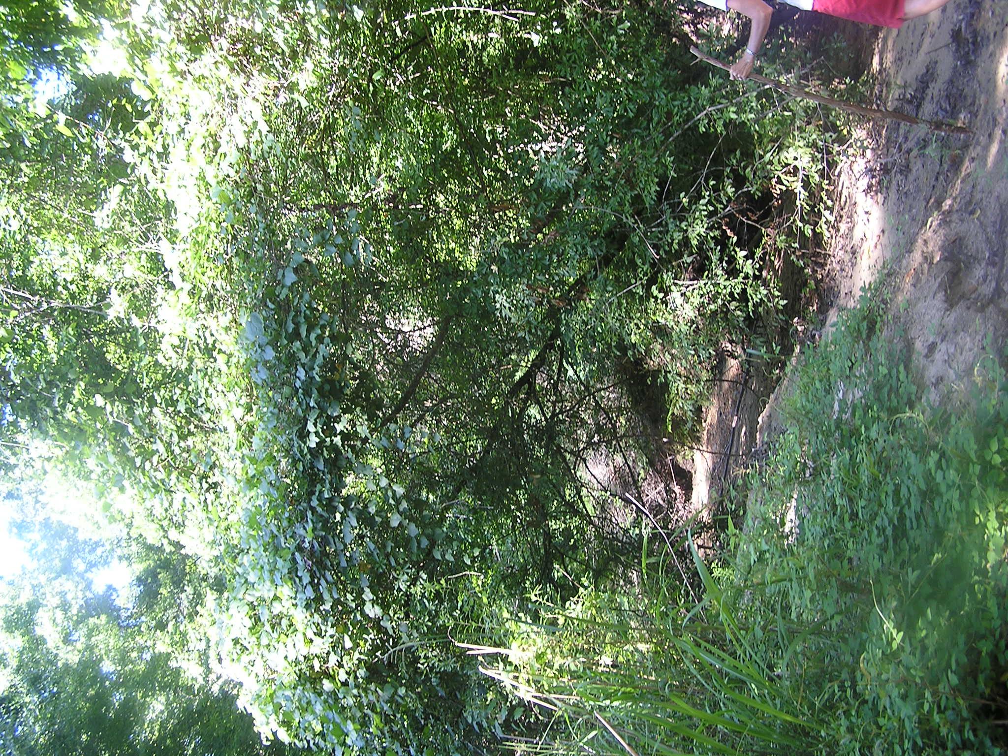 A lush, green landscape featuring dense foliage, shrubs, and trees. Sunlight filters through the leaves, creating dappled light on the ground. A hint of a sandy area is visible, suggesting the presence of a stream or pathway nearby. Tunica Hills WLMA mountain bike trail.