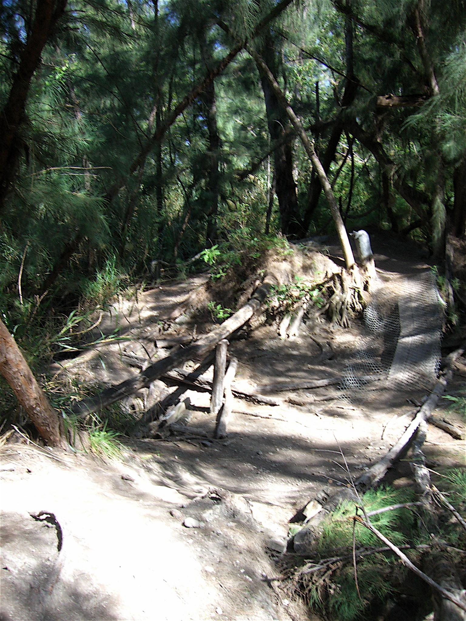 A narrow dirt pathway winding through a dense forest, surrounded by tall trees and lush greenery. Fallen branches and vegetation are scattered across the ground, indicating a natural and somewhat rugged hiking trail. Oleta River State Park mountain bike trail.