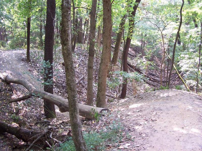 A wooded area with a dirt path winding through the trees. The scene includes tall trees, patches of greenery, and a fallen log across the path, creating a natural and serene environment. Scales Lake Park Trails mountain bike trail.