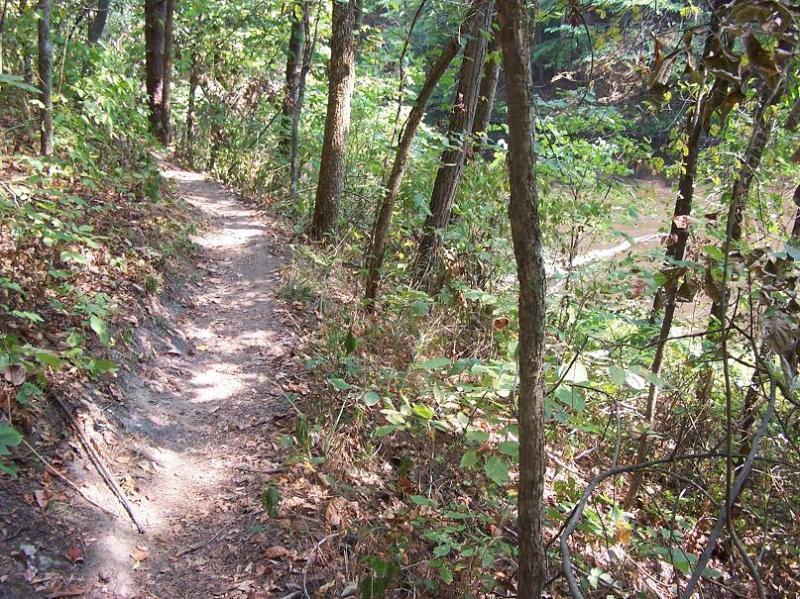 A narrow dirt path winding through a forest, lined with trees and greenery on both sides, with patches of sunlight filtering through the leaves. Scales Lake Park Trails mountain bike trail.