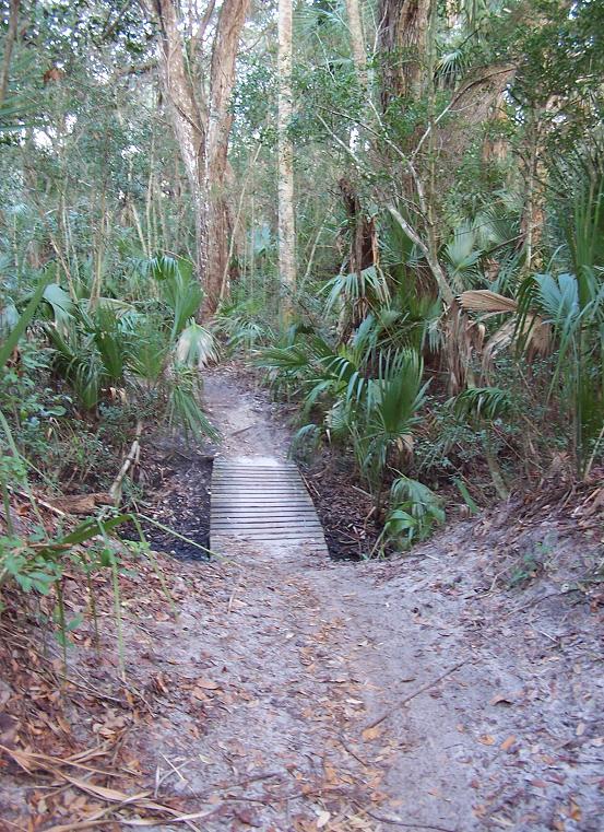 A dirt path leading down through a lush forest, flanked by green foliage and palm plants. A small wooden bridge crosses a low area in the pathway, providing access over the soft, sandy ground. The scene is tranquil, with tall trees surrounding the path, creating a natural, shaded environment. Kathryn Abby Hanna Park mountain bike trail.