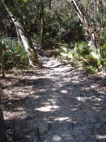 A winding sandy path through a forested area, surrounded by lush greenery and low shrubs, with dappled sunlight casting shadows on the ground. Kathryn Abby Hanna Park mountain bike trail.