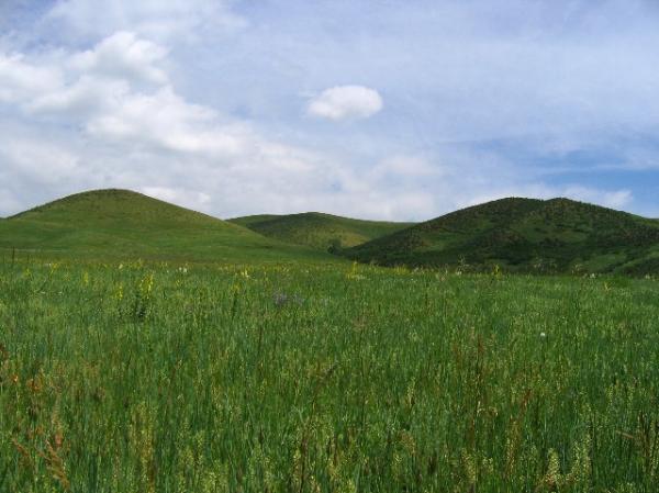 A scenic view of rolling green hills under a partly cloudy sky, with a foreground of lush grass and wildflowers. The landscape features gentle slopes that create a tranquil and natural atmosphere. Green Mountain mountain bike trail.