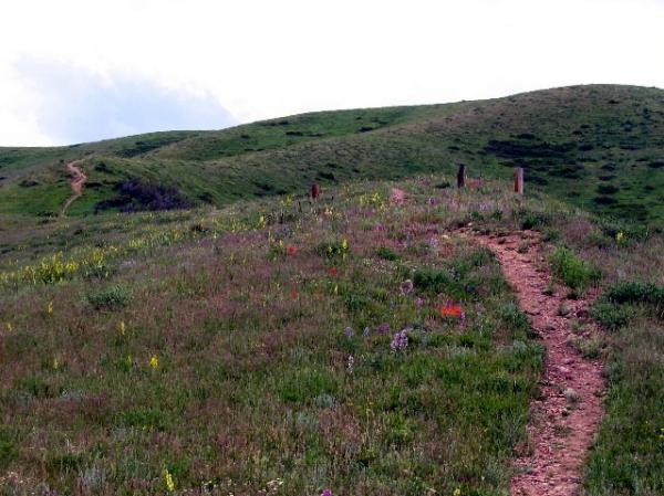A winding dirt path leads through a vibrant green hillside adorned with colorful wildflowers. The gentle undulations of the landscape create a serene and picturesque backdrop, under a partly cloudy sky. Green Mountain mountain bike trail.