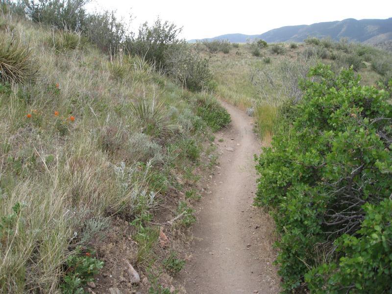 A narrow dirt trail winding through a grassy landscape, bordered by low shrubs and scattered wildflowers. The path leads into the distance, with gentle hills and clouds in the sky above. Green Mountain mountain bike trail.