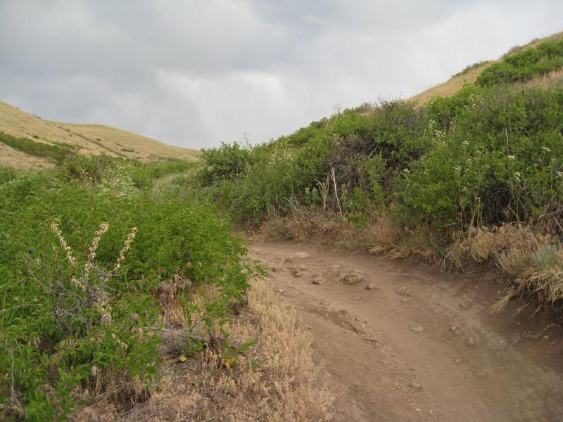 A dirt hiking trail winding through lush greenery, flanked by low shrubs and grass-covered hills under a cloudy sky. Green Mountain mountain bike trail.
