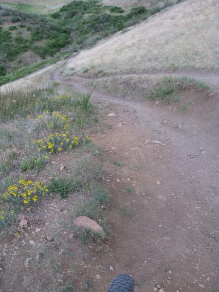 A winding dirt trail through grassy hills, adorned with small yellow wildflowers. The path curves down a slope, surrounded by lush green vegetation and rocky patches. Green Mountain mountain bike trail.