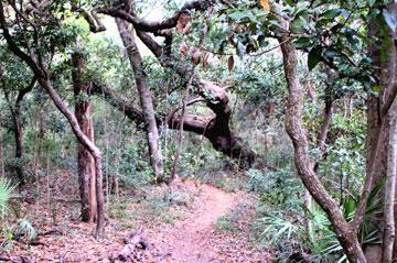 A winding dirt path leading through a dense forest, surrounded by tall trees and lush greenery. A large tree has fallen across the path, adding to the natural scenery. Ft. Clinch State Park mountain bike trail.