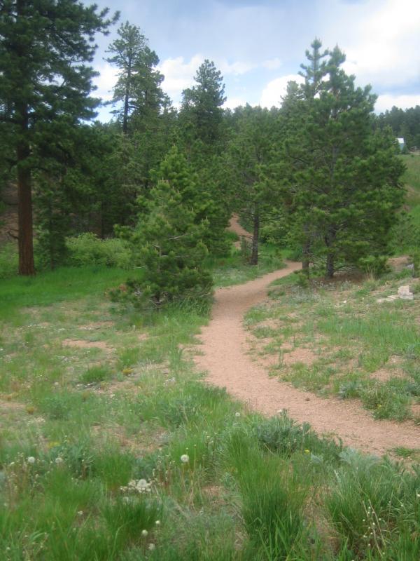 A winding, dirt path meanders through a lush green forest with scattered pine trees under a partly cloudy sky. Lovell Gulch mountain bike trail.
