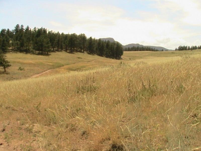 A wide, open landscape featuring a grassy field with tall, golden grass. In the background, there are clusters of evergreen trees and rolling hills under a partly cloudy sky. The scene conveys a peaceful natural environment, ideal for hiking or exploring. Hall Ranch mountain bike trail.