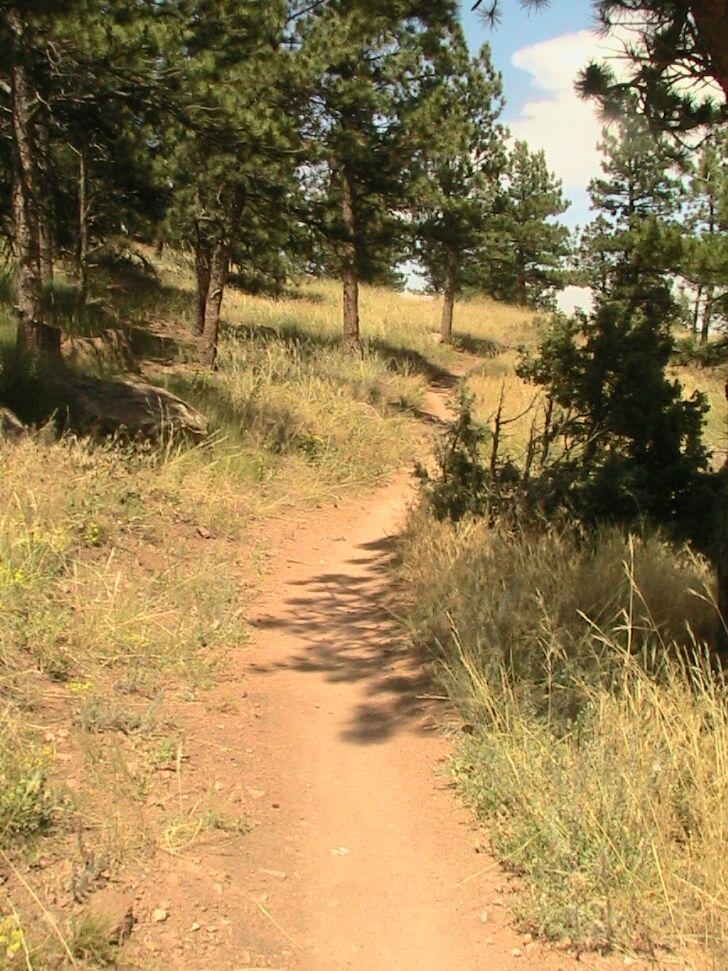 A winding dirt path surrounded by tall grass and pine trees, leading through a serene outdoor setting. The path curves gently, inviting exploration amid the greenery and scattered sunlight. Hall Ranch mountain bike trail.