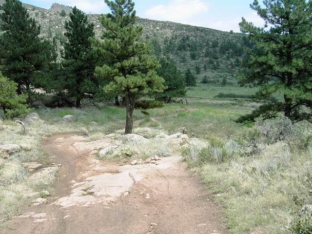 A winding dirt path through a grassy landscape, flanked by tall pine trees and rocky outcrops, leading towards a hilly background under a partly cloudy sky. Hall Ranch mountain bike trail.