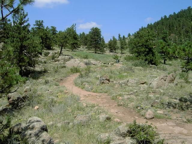 A winding dirt path meandering through a rocky landscape filled with green shrubs and scattered pine trees, under a bright blue sky with a few fluffy clouds. Hall Ranch mountain bike trail.