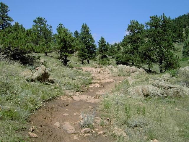 A rocky hiking trail winding through a lush green landscape, surrounded by tall pine trees under a clear blue sky. The path is uneven, with exposed rocks and patches of mud, inviting outdoor exploration. Hall Ranch mountain bike trail.