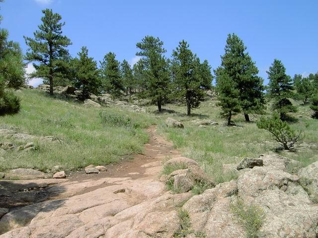A scenic view of a rocky trail winding through a grassy landscape, surrounded by tall green pine trees under a bright blue sky. Hall Ranch mountain bike trail.