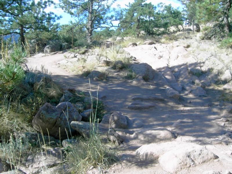 A rocky hiking trail surrounded by pine trees, leading uphill with patches of bare soil and scattered vegetation. The path diverges in two directions, revealing a natural landscape under a clear blue sky. Hall Ranch mountain bike trail.