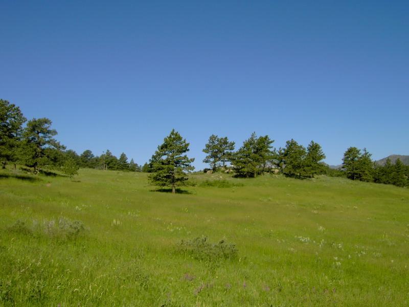 A lush green meadow with scattered trees under a clear blue sky. The landscape features a gentle slope with grassy patches and a few low shrubs, creating a serene natural environment. Hall Ranch mountain bike trail.
