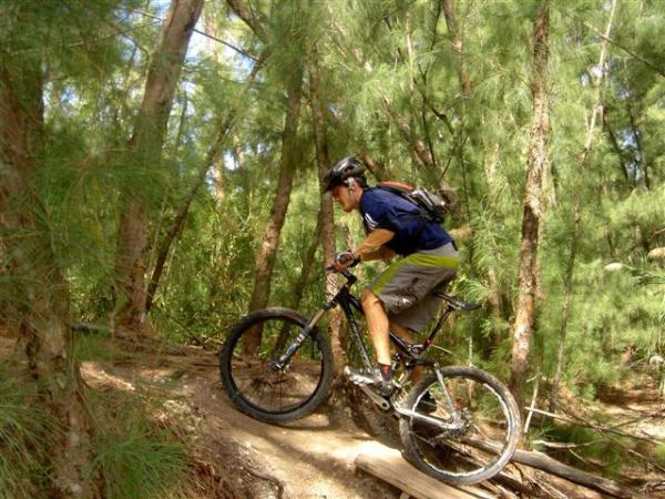 A cyclist navigating a narrow, elevated trail through a dense forest of tall trees, showcasing a dynamic riding posture on a mountain bike. The scene captures the vibrant greenery of the surroundings and the adventurous spirit of biking in nature. Oleta River State Park mountain bike trail.