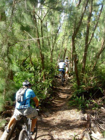 Two mountain bikers navigating a narrow trail through a lush green forest, surrounded by trees and ferns. The scene captures the outdoor adventure and natural beauty of the area. Oleta River State Park mountain bike trail.