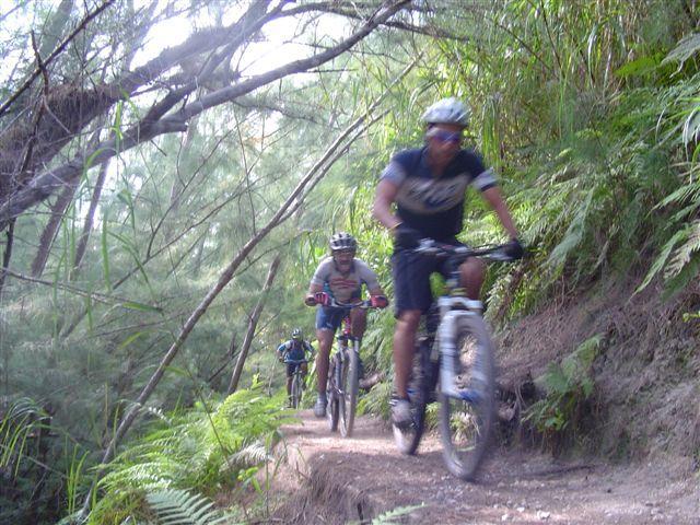 A group of three mountain bikers riding along a narrow dirt trail surrounded by lush green vegetation and ferns. The scene captures the energy and movement of the cyclists as they navigate the path in a forested area. Oleta River State Park mountain bike trail.